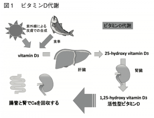 葉酸・ビタミンDと生活習慣（喫煙・飲酒）と妊活 | 扇町レディース